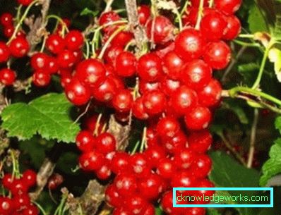 298-Varietà di ribes rosso