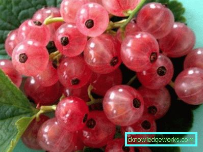 298-Varietà di ribes rosso