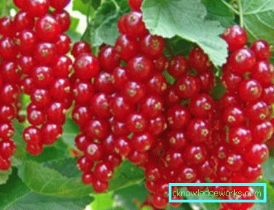 298-Varietà di ribes rosso