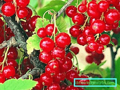 298-Varietà di ribes rosso