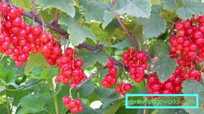 298-Varietà di ribes rosso