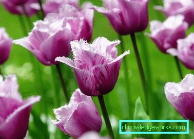 346 varietà di tulipani