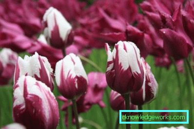 346 varietà di tulipani