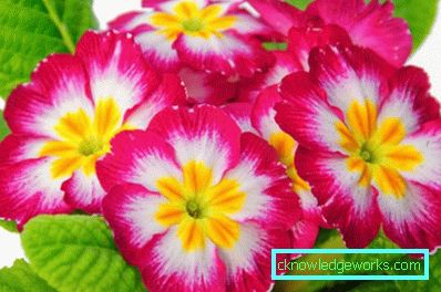 126-sta per fiori - 100 foto