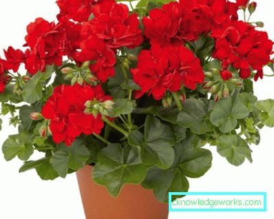 126-sta per fiori - 100 foto