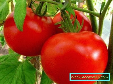 323-Legge secca per pomodori (metodo