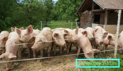 227-Pigsty con le tue mani