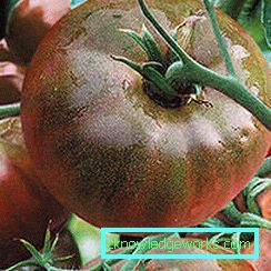 133 Tomato Black Prince