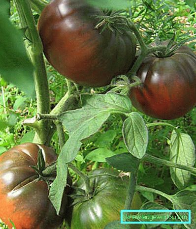133 Tomato Black Prince