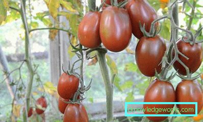 133 Tomato Black Prince
