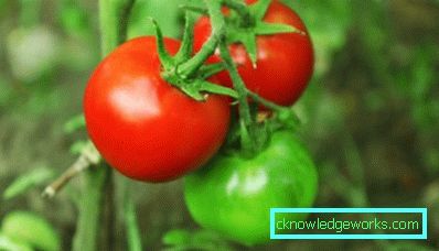 330-Tomato Richie f1