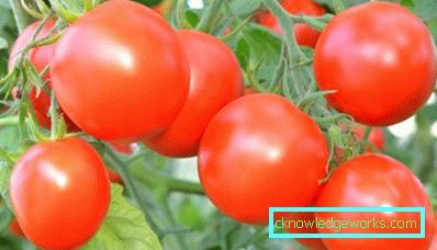 330-Tomato Richie f1