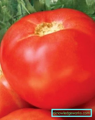 179-pomodoro Yamal