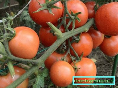 179-pomodoro Yamal