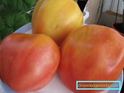65-varietà di pomodori budenovka
