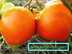 65-varietà di pomodori budenovka