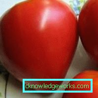 65-varietà di pomodori budenovka