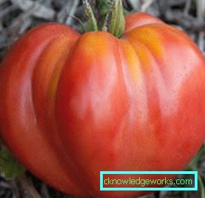 65-varietà di pomodori budenovka