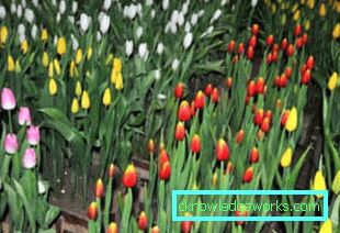 191-Tulipani nella serra per l'8 marzo