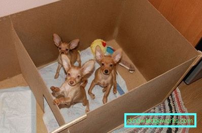 250-Recinto per cani con le proprie mani